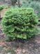 ЯЛИЦЯ КОРЕЙСЬК/куля (Abies koreana/куля) 02.005.058 фото 1
