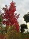 КЛЕН ФРІМАНА 'Осіння БЛЕЙЗ' C (Acer freemanii Autumn Blaze C) 01.001.087 фото 3