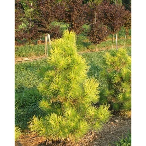 СОСНА ТУНБЕРГА ОГОН (Pinus thunbergii Ogon) 02.003.017 фото