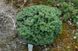 ЯЛИЦЯ КОРЕЙСЬК/куля (Abies koreana/куля) 02.005.058 фото 2
