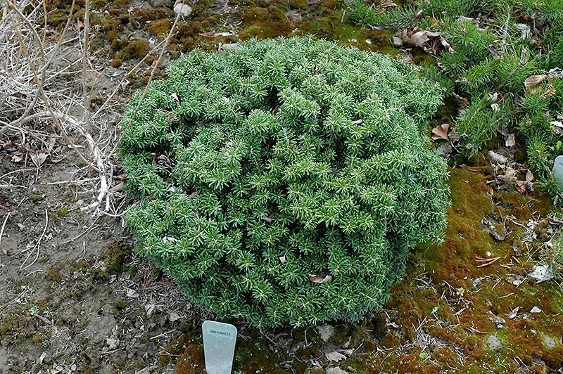 ЯЛИЦЯ КОРЕЙСЬК/куля (Abies koreana/куля) 02.005.058 фото