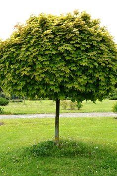 Клен гостролистий 'Глобозум' (Acer platanoides Globosum) 01.001.008 фото