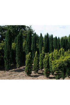 Тис ягідний Фастігіата Робуста (Taxus baccata Fastigiata Robusta) 02.004.029 фото