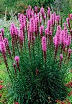 Ліатріс колосковий Флорістан Віолет (Liatris spicata Floristan Violet) 03.051.001 фото