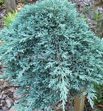 Ялівець горизонтальный Айс Блю (Juniperus horizontalis Icee Blue) 02.009.019 фото