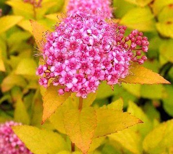СПІРЕЯ ЯПОНСЬКА 'ГОЛДЕН ПРІНЦЕС' (Spiraea japonica Golden Princess) 01.041.018 фото