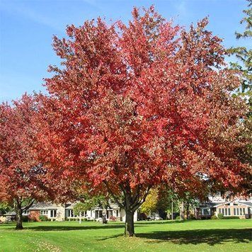 КЛЕН ФРІМАНА 'Осіння фантазіяІ' (Acer freemanii Autumn Fantasy) 01.001.088 фото