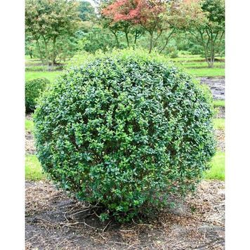 Бирючина звичайна К (Ligustrum vulgare C) 01.057.004 фото