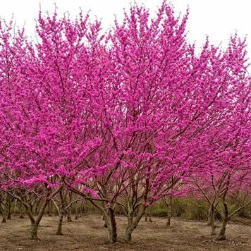 Церсис канадський 'Pink pom poms' (Cercis canadensis Pink Pom Poms) 01.002.022 фото