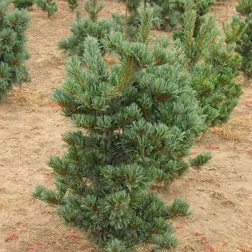 СОСНА ДРІБНОКВІТКОВА 'ТЕМПЕЛЬГОФ' (Pinus parviflora Tempelhof) 02.003.011 фото