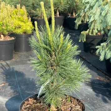 Сосна гнучка Вандервульф Пірамід К (Pinus flexilis Vanderwolf's Pyramid) 02.003.004 фото