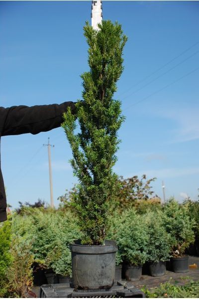 Тис ягідний Фастігіата Робуста (Taxus baccata Fastigiata Robusta) 02.004.029 фото