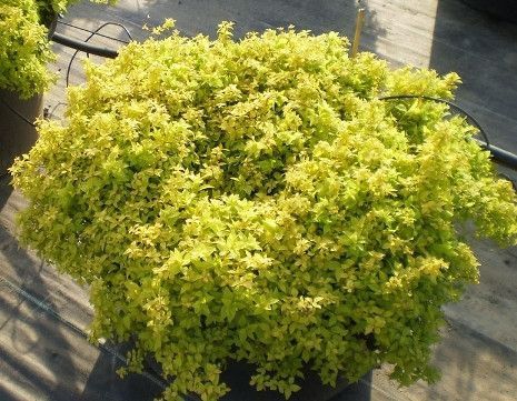 СПІРЕЯ ЯПОНСЬКА 'ГОЛДЕН ПРІНЦЕС' (Spiraea japonica Golden Princess) 01.041.018 фото