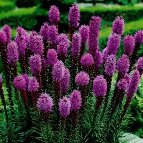 Ліатріс колосковий Флорістан Віолет (Liatris spicata Floristan Violet) 03.051.001 фото