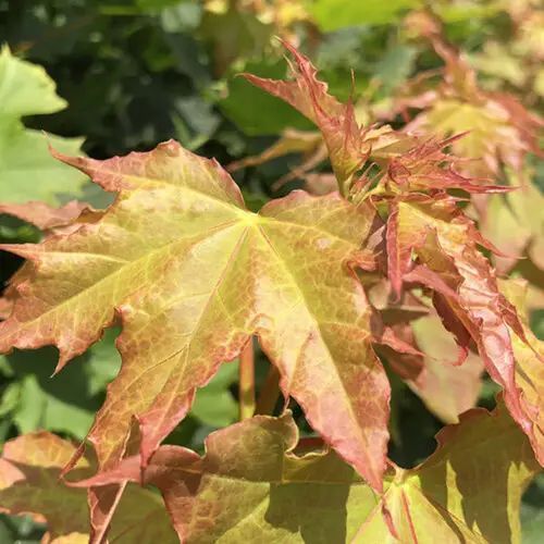 Клен гостролистий 'Глобозум' (Acer platanoides Globosum) 01.001.008 фото