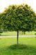 Клен гостролистий 'Глобозум' (Acer platanoides Globosum) 01.001.008 фото 1