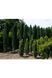 Тис ягідний Фастігіата Робуста (Taxus baccata Fastigiata Robusta) 02.004.029 фото 1