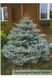 Ялина колюча Глаука Глобоза (Picea pungens Glauca Globosa) 02.002.195 фото 4