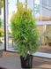 ТУЯ ЗАХІДНА 'САНКІСТ' К/Ст (Thuja occidentalis Sunkist) 02.011.016 фото 2