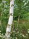 Береза корисна(Betula utilis) 01.026.031 фото 3