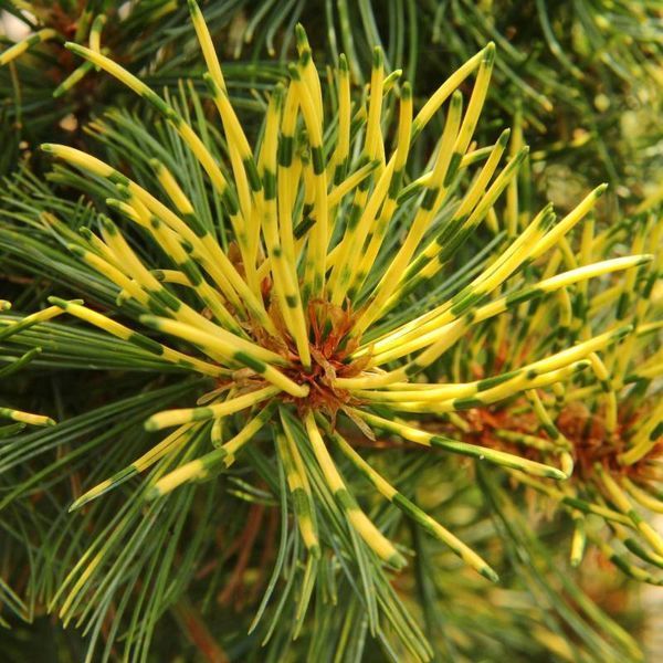 СОСНА ТУНБЕРГА ОГОН (Pinus thunbergii Ogon) 02.003.405 фото