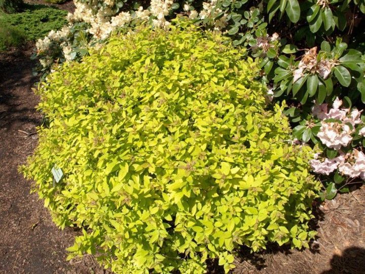 СПІРЕЯ ЯПОНСЬКА 'ГОЛДЕН ПРІНЦЕС' (Spiraea japonica Golden Princess) 01.041.018 фото