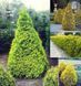 ТУЯ ЗАХІДНА 'САНКІСТ' К/Ст (Thuja occidentalis Sunkist) 02.011.016 фото 1