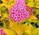 СПІРЕЯ ЯПОНСЬКА 'ГОЛДЕН ПРІНЦЕС' (Spiraea japonica Golden Princess) 01.041.018 фото 1
