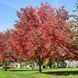 КЛЕН ФРІМАНА 'Осіння фантазіяІ' (Acer freemanii Autumn Fantasy) 01.001.088 фото 1