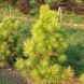 СОСНА ТУНБЕРГА ОГОН (Pinus thunbergii Ogon) 02.003.405 фото 1