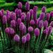 Ліатріс колосковий Флорістан Віолет (Liatris spicata Floristan Violet) 03.051.001 фото 2