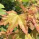 Клен гостролистий 'Глобозум' (Acer platanoides Globosum) 01.001.008 фото 2