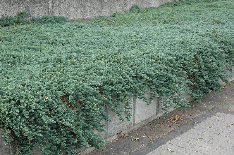 Ялівець горизонтальный Айс Блю (Juniperus horizontalis Icee Blue) 02.009.019 фото