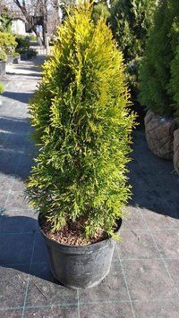 02.011.028 фото