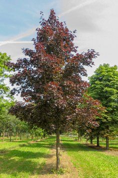 КЛЕН ГОСТРОЛИСТИЙ 'РОЯЛ РЕД'(Acer platanoides Royal Red) 01.001.133 фото