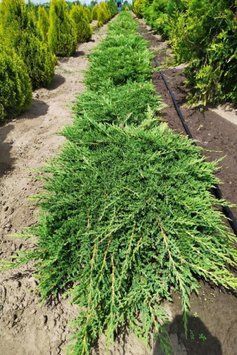 ЯЛІВЕЦЬ ПОВЗУЧИЙ 'ПРІНС ОФ ВЕЙЛС' (Juniperus horizontalis Prince of Wales) 02.009.197 фото