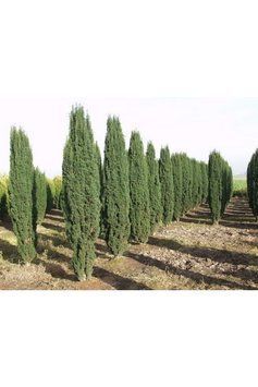 Тис ягідний Фастігіата Робуста (Taxus baccata Fastigiata Robusta) 02.004.113 фото