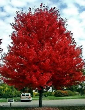 КЛЕН ФРІМАНА 'Осіння фантазіяІ' (Acer freemanii Autumn Fantasy) 01.001.098 фото