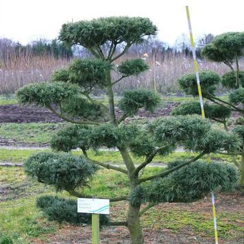 СОСНА ДРІБНОКВІТКОВА 'ТЕМПЕЛЬГОФ' (Pinus parviflora Tempelhof) 02.003.219 фото