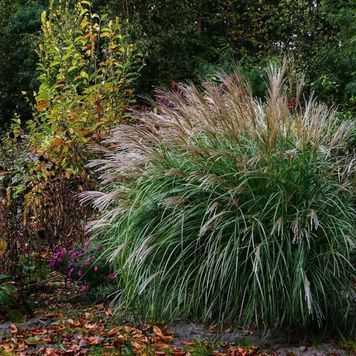 МІСКАНТУС КИТАЙСЬКИЙ 'АДАЖІО' (Miscanthus sinensis Adagio) 03.004.005 фото