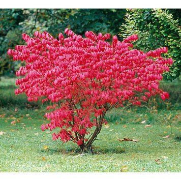 БЕРЕСКЛЕТ КРИЛАТИЙ КОМПАКТУС (Euonymus alatus Compactus) 01.008.020 фото