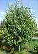 БЕРЕЗА КОРИСНА "ДООРЕНБОЗ" (Betula utilis Doorenbos) 01.026.024 фото 1