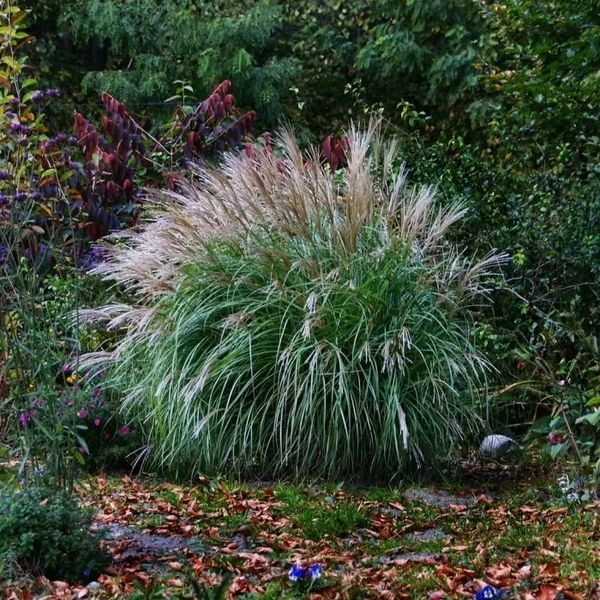 МІСКАНТУС КИТАЙСЬКИЙ 'АДАЖІО' (Miscanthus sinensis Adagio) 03.004.005 фото