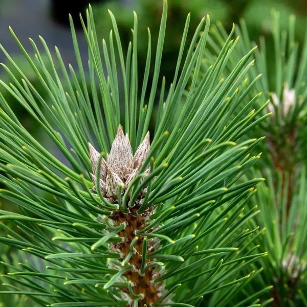 Сосна тунберга Сайонара (Pinus thunbergii Sayonara) 02.003.473 фото