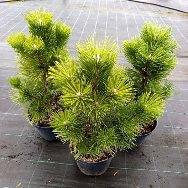 Сосна тунберга Сайонара (Pinus thunbergii Sayonara) 02.003.473 фото