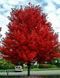 КЛЕН ФРІМАНА 'Осіння фантазіяІ' (Acer freemanii Autumn Fantasy) 01.001.098 фото 1