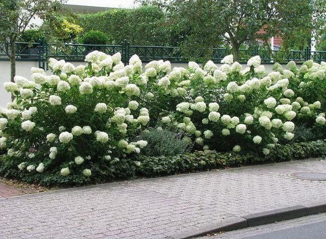Гортензія волотиста 'Грандіфлора'(Hydrangea paniculata Grandiflora) 01.034.082 фото