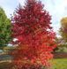 Ліквідамбар смолоносний (Liquidambar styraciflua) 01.011.011 фото 1