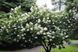 Гортензія волотиста 'Грандіфлора'(Hydrangea paniculata Grandiflora) 01.034.082 фото 3