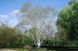 БЕРЕЗА КОРИСНА "ДООРЕНБОЗ" (Betula utilis Doorenbos) 01.026.024 фото 2
